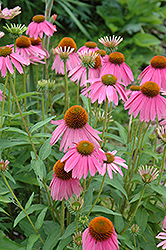 Kim's Knee High Coneflower (Echinacea 'Kim's Knee High') at Valley View Farms