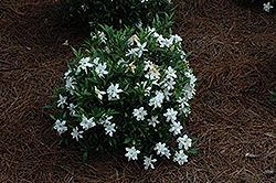 Frost Proof Hardy Gardenia (Gardenia jasminoides 'Frost Proof') at Valley View Farms