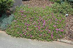 Purple Ice Plant (Delosperma cooperi) at Valley View Farms