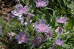 Blue Danube Aster (Stokesia laevis 'Blue Danube') at Valley View Farms
