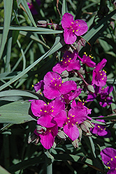 Red Cloud Spiderwort (Tradescantia x andersoniana 'Red Cloud') at Valley View Farms