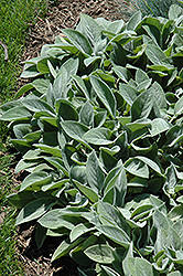 Giant Lamb's Ears (Stachys byzantina 'Big Ears') at Valley View Farms