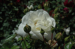 White Dawn Rose (Rosa 'White Dawn') at Valley View Farms