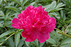 Felix Crousse Peony (Paeonia 'Felix Crousse') at Valley View Farms