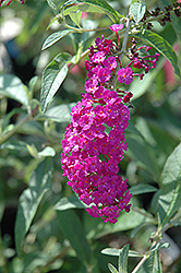 Royal Red Butterfly Bush (Buddleia davidii 'Royal Red') at Valley View Farms