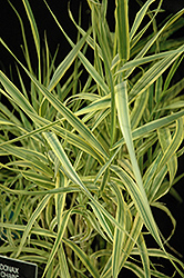 Golden Chain Giant Reed Grass (Arundo donax 'Golden Chain') at Valley View Farms