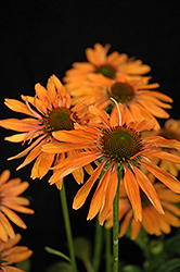 Hot Lava Coneflower (Echinacea 'Hot Lava') at Valley View Farms