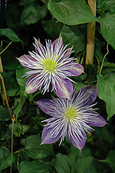 Crystal Fountain Clematis (Clematis 'Crystal Fountain') at Valley View Farms