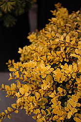 Golden Heller Japanese Holly (Ilex crenata 'Golden Heller') at Valley View Farms