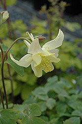 Origami Yellow Columbine (Aquilegia 'Origami Yellow') at Valley View Farms