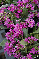Spring Charm Rock Cress (Arabis 'Spring Charm') at Valley View Farms
