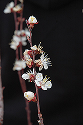 Chinese Apricot (Prunus armeniaca 'Chinese') at Valley View Farms