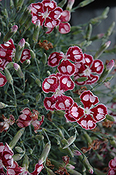 Spangled Star Pinks (Dianthus 'Spangled Star') at Valley View Farms