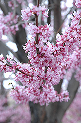 Eastern Redbud (Cercis canadensis) at Valley View Farms