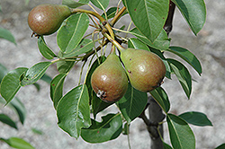 Moonglow Pear (Pyrus communis 'Moonglow') at Valley View Farms