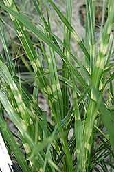 Porcupine Grass (Miscanthus sinensis 'Porcupine') at Valley View Farms