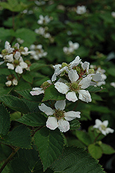 Triple Crown Blackberry (Rubus allegheniensis 'Triple Crown') at Valley View Farms
