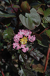 Rhapsody In Pink Crapemyrtle (Lagerstroemia indica 'Whit VIII') at Valley View Farms