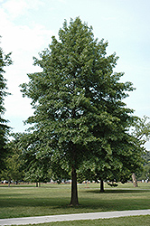 Pin Oak (Quercus palustris) at Valley View Farms