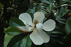 Southern Magnolia (Magnolia grandiflora) at Valley View Farms