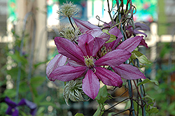 Liberation Clematis (Clematis 'Liberation') at Valley View Farms