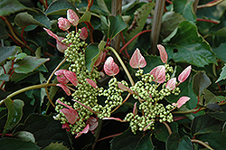 Rosea Hydrangea Vine (Schizophragma hydrangeoides 'Rosea') at Valley View Farms