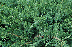 Parson's Juniper (Juniperus davurica 'Parsonii') at Valley View Farms