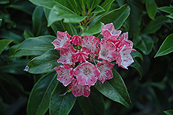 Olympic Fire Mountain Laurel (Kalmia latifolia 'Olympic Fire') at Valley View Farms