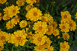 Jethro Tull Tickseed (Coreopsis 'Jethro Tull') at Valley View Farms