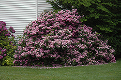 Roseum Maxumum Rhododendron (Rhododendron catawbiense 'Roseum Maximum') at Valley View Farms