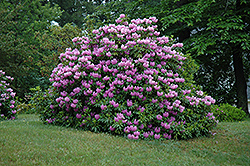 Grandiflorum Rhododendron (Rhododendron catawbiense 'Grandiflorum') at Valley View Farms