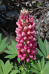 Gallery Red Lupine (Lupinus 'Gallery Red') at Valley View Farms