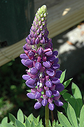 Gallery Blue Lupine (Lupinus 'Gallery Blue') at Valley View Farms