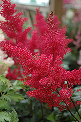 Montgomery Japanese Astilbe (Astilbe japonica 'Montgomery') at Valley View Farms