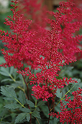 Red Sentinel Astilbe (Astilbe x arendsii 'Red Sentinel') at Valley View Farms