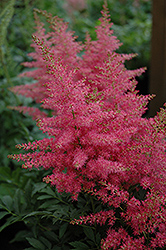 Younique Carmine Astilbe (Astilbe 'Verscarmine') at Valley View Farms