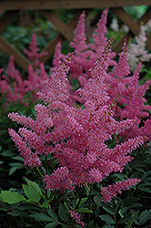 Younique Lilac Astilbe (Astilbe 'Verslilac') at Valley View Farms