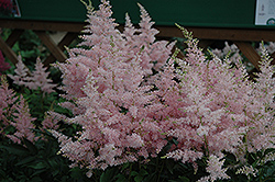 Younique Silvery Pink Astilbe (Astilbe 'Verssilverypink') at Valley View Farms