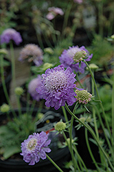 Blue Note Pincushion Flower (Scabiosa 'Blue Note') at Valley View Farms