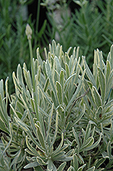 Silver Edge Lavender (Lavandula angustifolia 'Silver Edge') at Valley View Farms