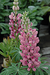 Gallery Pink Lupine (Lupinus 'Gallery Pink') at Valley View Farms