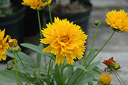 Sunray Tickseed (Coreopsis grandiflora 'Sunray') at Valley View Farms