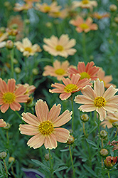 Sienna Sunset Tickseed (Coreopsis 'Sienna Sunset') at Valley View Farms