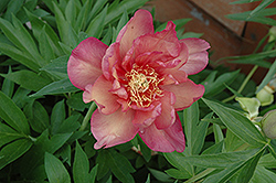 Kopper Kettle Peony (Paeonia 'Kopper Kettle') at Valley View Farms