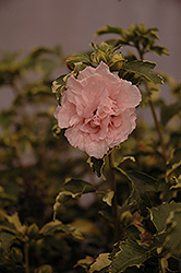Sugar Tip Rose of Sharon (Hibiscus syriacus 'America Irene Scott') at Valley View Farms