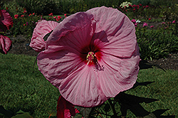Dave Fleming Hibiscus (Hibiscus moscheutos 'Dave Fleming') at Valley View Farms