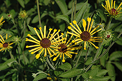 Henry Eilers Sweet Coneflower (Rudbeckia subtomentosa 'Henry Eilers') at Valley View Farms