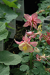 Swan Pink and White Columbine (Aquilegia 'Swan Pink and White') at Valley View Farms