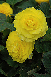 Nonstop Yellow Begonia (Begonia 'Nonstop Yellow') at Valley View Farms
