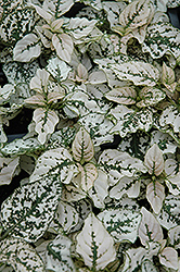 Splash Select White Polka Dot Plant (Hypoestes phyllostachya 'PAS2343') at Valley View Farms